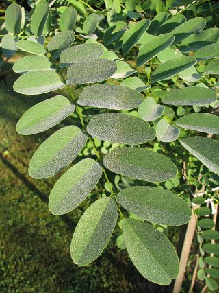 Licie robinii akacjowej